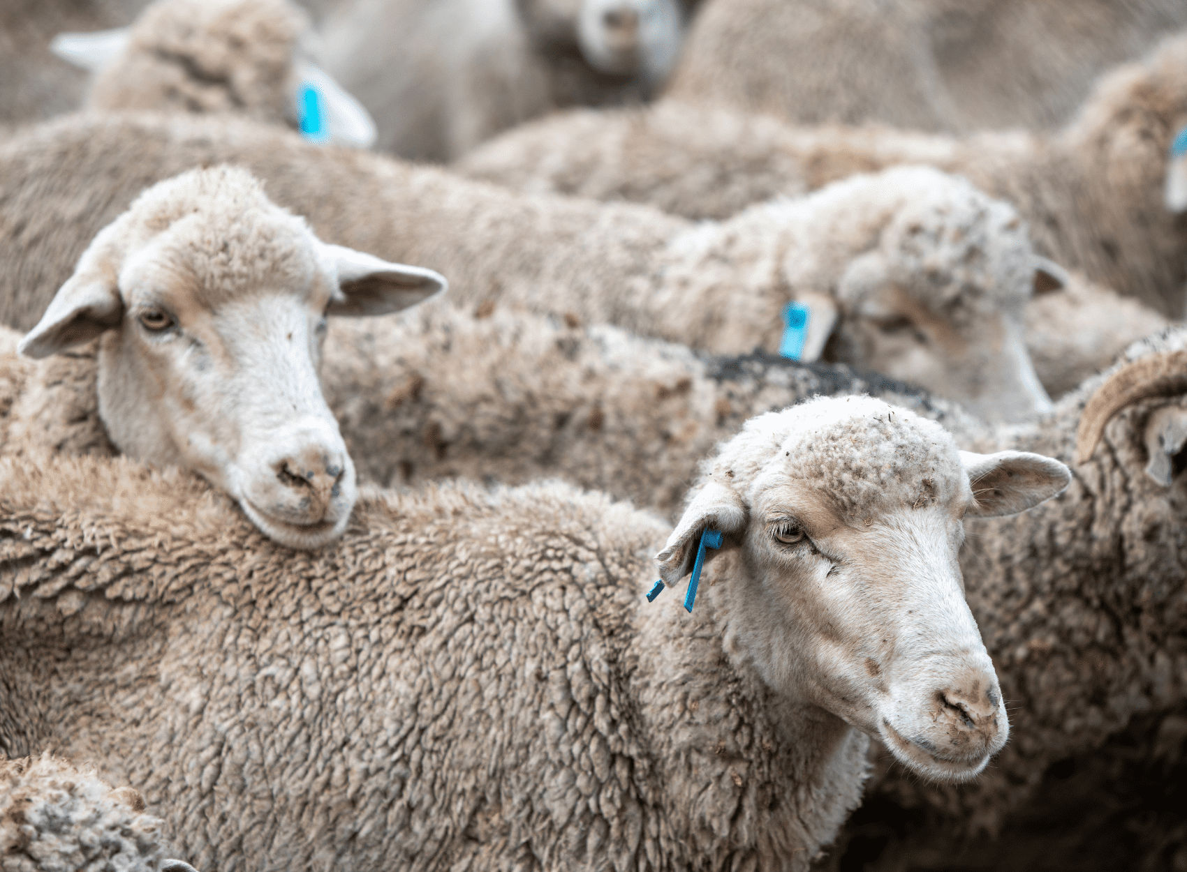 Sheeps wool as a natural building material and insulator