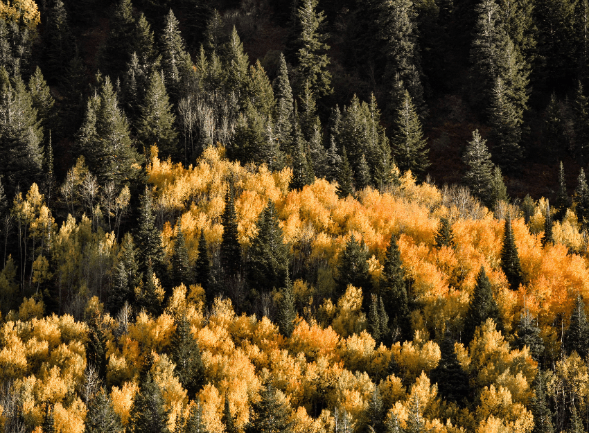 scenic drives are a staple fall activity in  utah. 