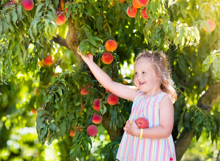 You haven't lived until you've tasted a Brigham city peach. 